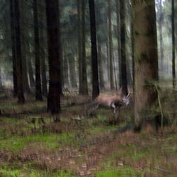 Battue – Treibjagd Forstrevier Gross Wismar