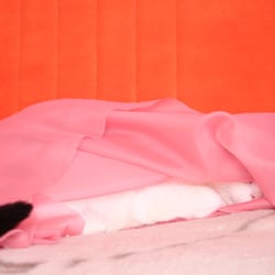 Bastet the Cat 2012 Teil 04