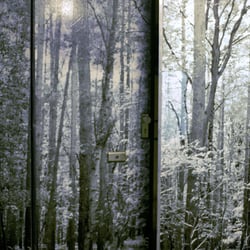 woods