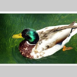 Esref Yilmaz/Fotografie: Tiere