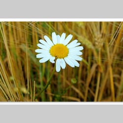 Fotografie-Natur