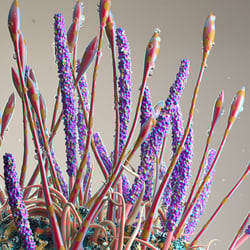 Cofloral I. – Detail