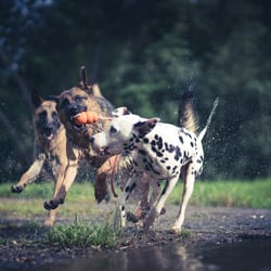 winkelundblick-rossner-hunde-67−1030×687