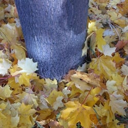 Herbst…Oktober 2012 Teil 02