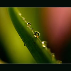 TROPFEN an BLATT