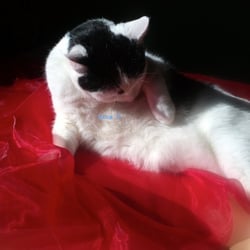 Bastet in Red No 07