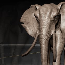 Elephant_02