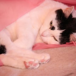 bastet in rosa 14