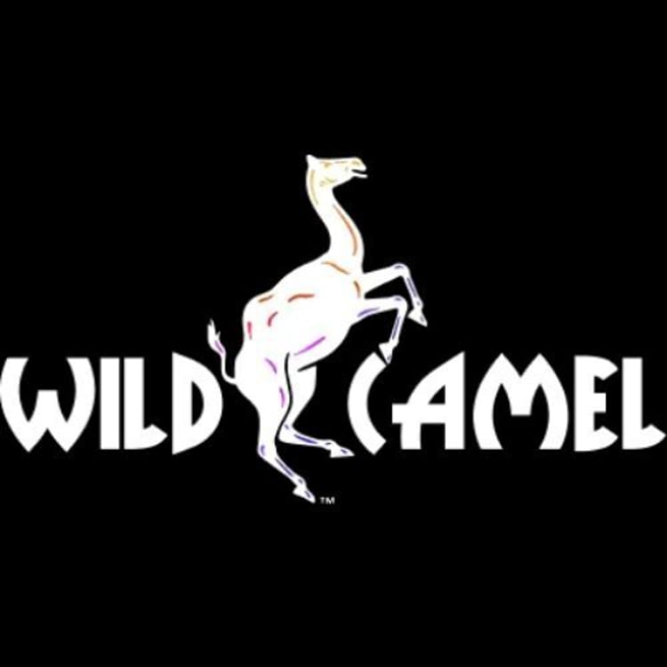 Wild Camel