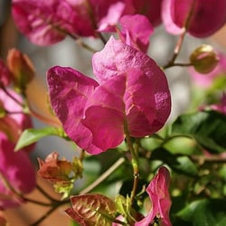 Bougainvilla in meinem Garten