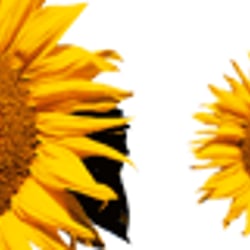 Sonnenblumen