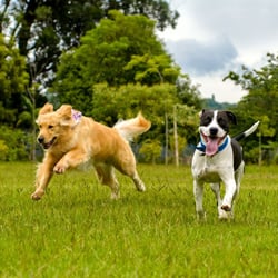Jagdverhalten beim Hund verstehen und kontrollieren — mit Sonee Dosoruths Ansatz zum entspannten Freilauf