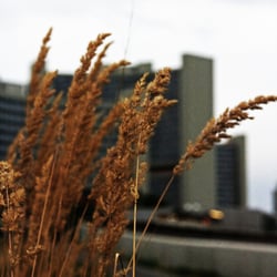 donauinsel
