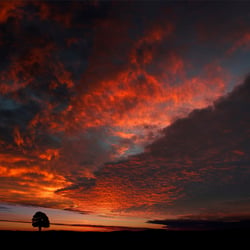Morgenrot an der Linde 02