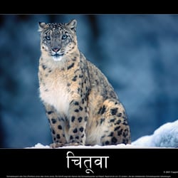 Schneeleopard