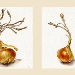 Zwiebelduett – Aquarell