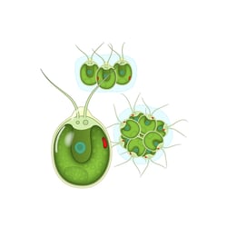 Biologische Zeichnung (Algen)
