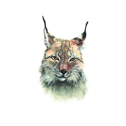 Luchs