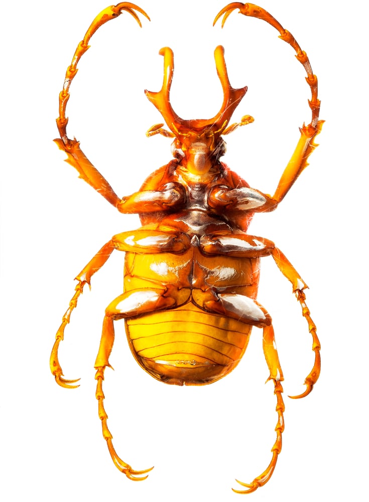 bug