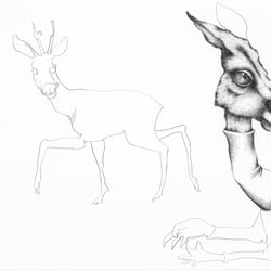 „Hirsch und Känguru“(freie Arbeit)