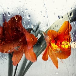 Amaryllis im Regen