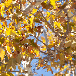 Venice Boulevard, Fall