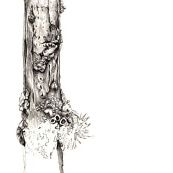 Baum Illustration