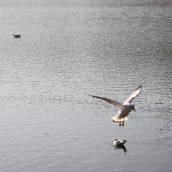 Photography 2012 Flight…