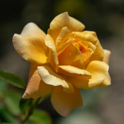 Goldtopas