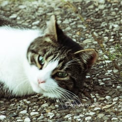 CAT AUG. 2014