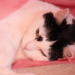 bastet in rosa 14