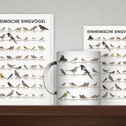 Schautafel Heimische Singvögel