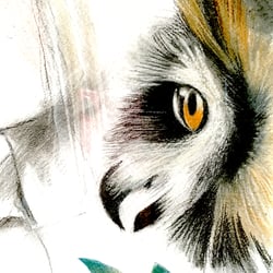 owl