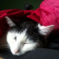 Bastet Experience in RED