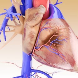 3D-Animation Herz