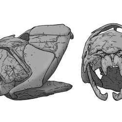 „Dunkleosteus“