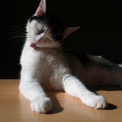 Bastet the Cat 2012 No. 27
