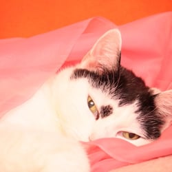 Bastet the Cat 2012 Teil 03