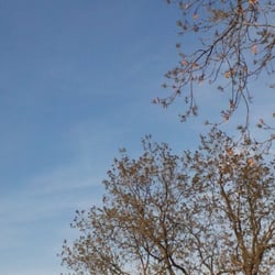 Tree No 10