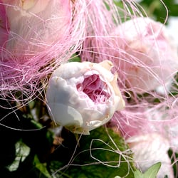 Wedding Decorations