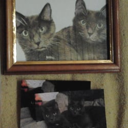 Katzen von Rosie