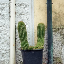 CACTUS – 35mm ANALOG SHOT