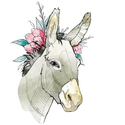 Happy donkey
