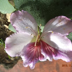 Orchidee