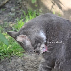 Cat Juli 2014 © by Dina.T