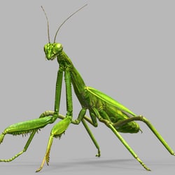 Mantis