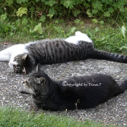 CAT S  AUG . 2014