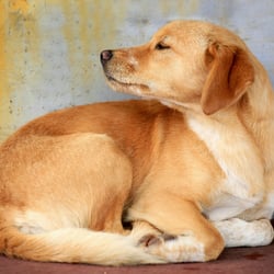 Straßenhund auf Madeira