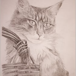 Portrait Katze