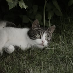 Cat 2014 Foto Übung